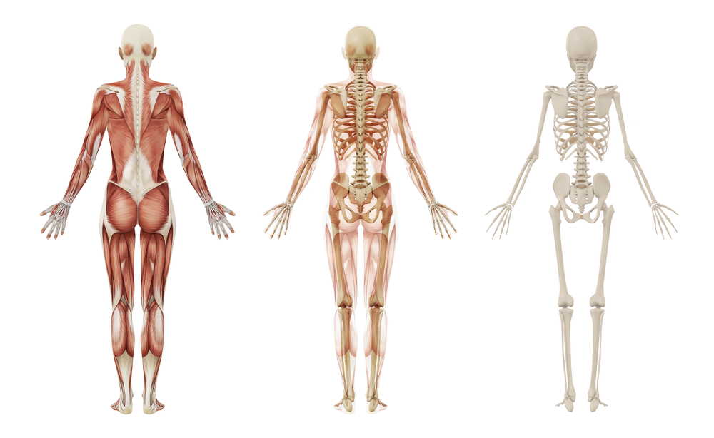 online anatomy courses and business courses